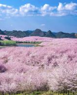 【樱你黔来】<罗甸大小井、万亩平坝樱花园 、世界第一高桥·花江峡谷大桥>4天高铁游