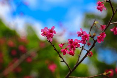 【悦赏江西】<江西南昌，庐山，景德镇，婺源四天高铁团>