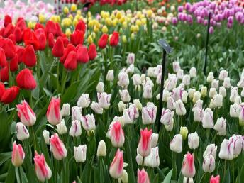 景点：郁金香花园