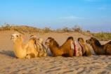 沙坡头骑骆驼