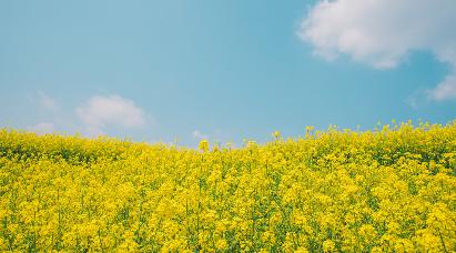 【经典王牌】<三清山、婺源篁岭油菜花、千年瓷都景德镇、庐山、望仙谷高铁5天团>