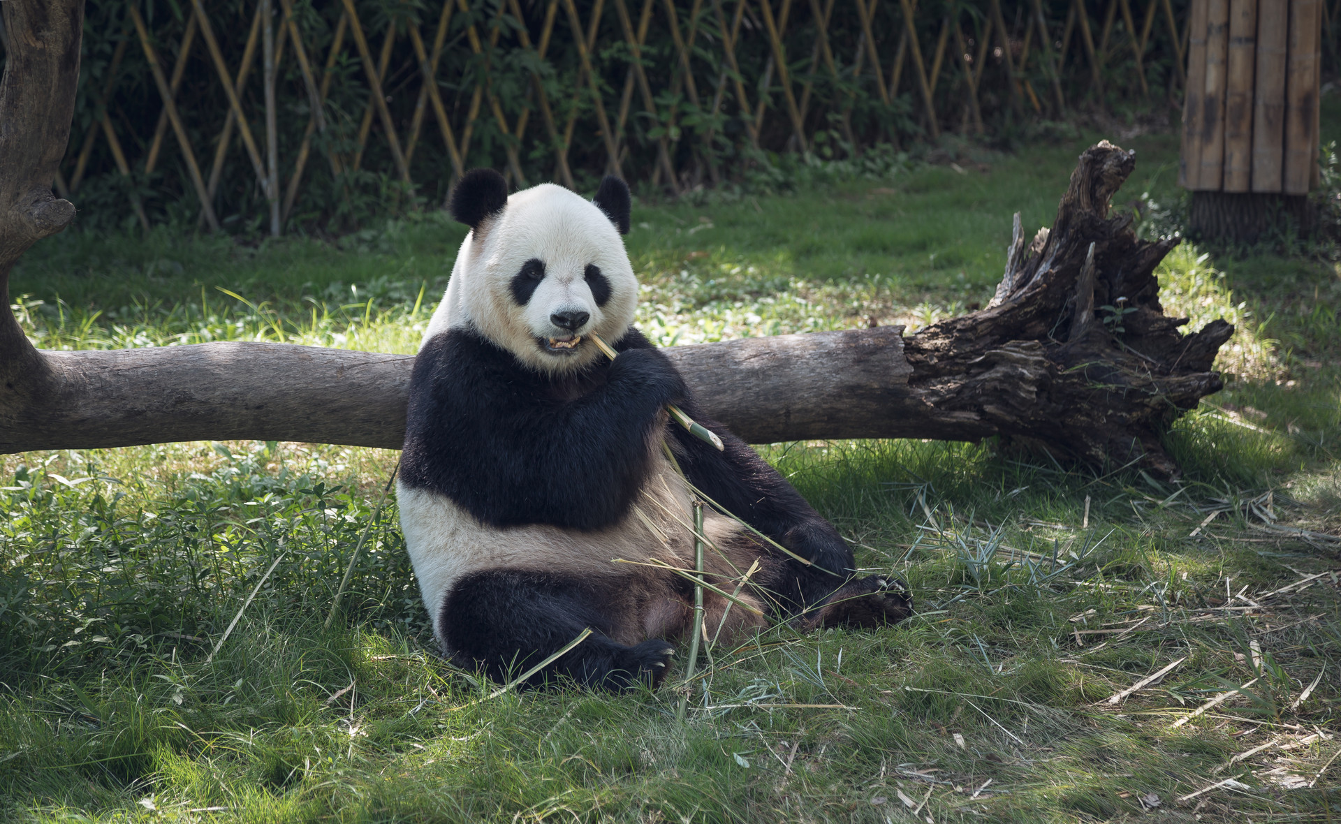 长隆大熊猫快乐度夏