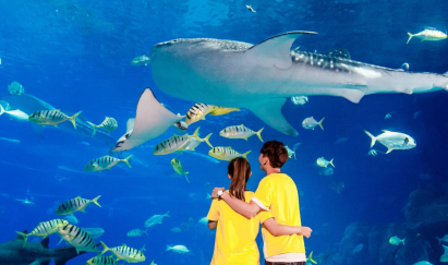景点：海洋王国鲨鱼馆