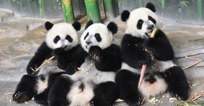 景点：熊猫乐园