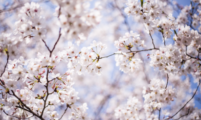 景点：观赏樱花