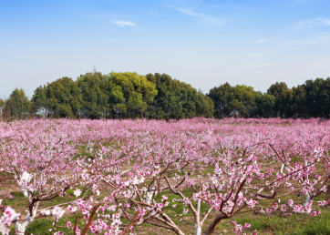 景点：赏桃花