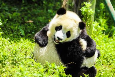 景点：大熊猫
