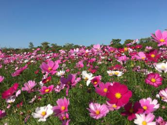 景点：从化波斯菊