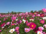 从化波斯菊