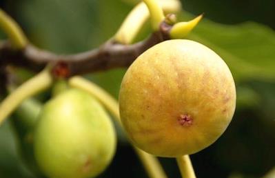 景点：从化宝趣无花果