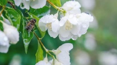 景点：流溪河森林公园花海