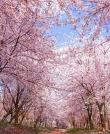 【聚美贵州】<黄果树/西江千户苗寨/荔波大小七孔/龙里油画大草原/平坝万亩樱花园>双动五天游