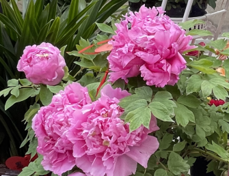 景点：牡丹花